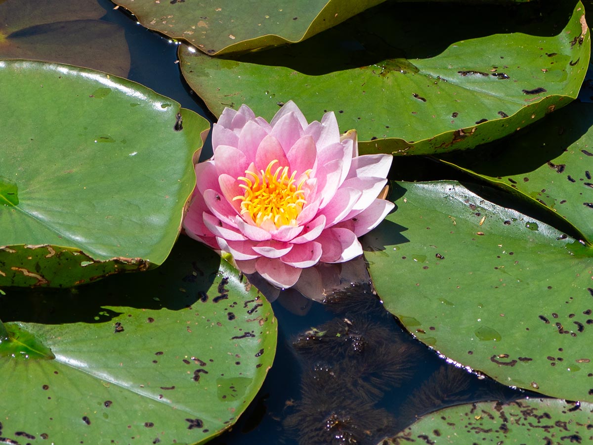Blüte